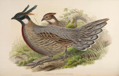 Pucrasia xanthospila = Pucrasia macrolopha xanthospila